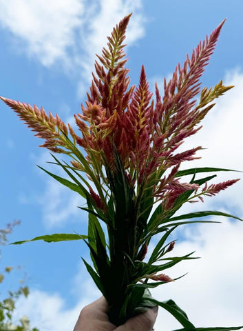 Sherwoods Seeds Spun Sugar Celosia pastel colors brighten gardens and vases beautifully.