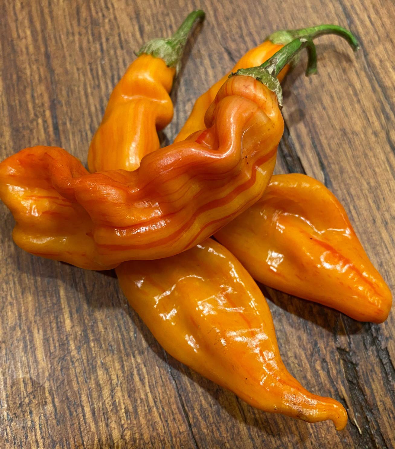 Sherwoods Seeds Striped Sugar Rush pepper pod with lime green to peach red stripes for eye-catching harvests