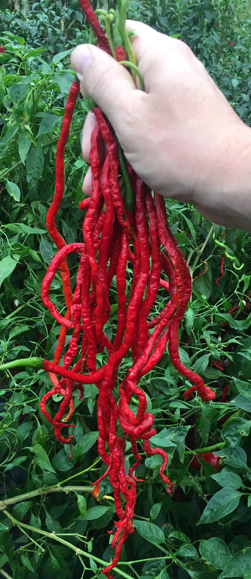Sherwoods Seeds Thunder Mountain Longhorn Cayenne pepper seeds showing long pods and heirloom flavor
