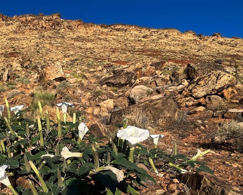 Sherwoods Seeds Moonflower in a container shows sprawling desert beauty.