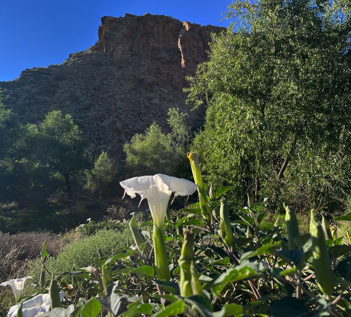 Sherwoods Seeds Wrightii Moonflower blooming at dusk enhances night garden ambiance.
