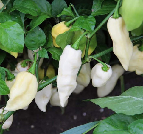Sherwoods Seeds White Ghost Pepper Bhut Jolokia seeds show rare color for hot culinary experiments