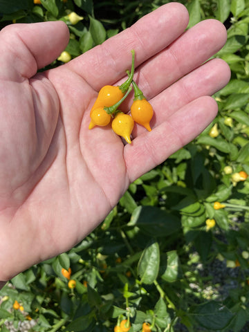 Sherwoods Seeds Heirloom yellow pepper fruits showcase garden versatility and culinary uses.
