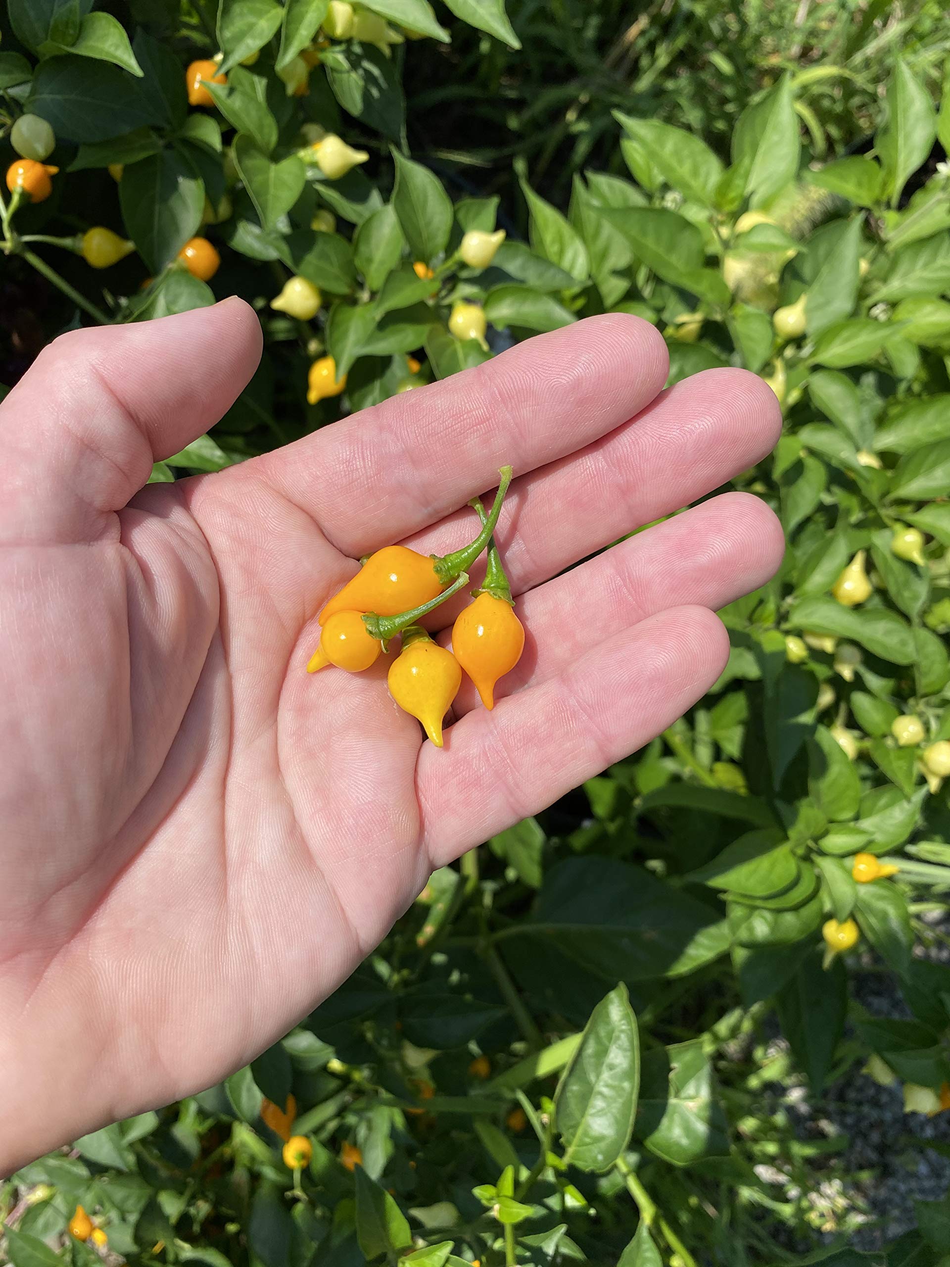 Sherwoods Seeds Yellow Biquinho Chupetinho peppers on plant ready for harvest and pickling.
