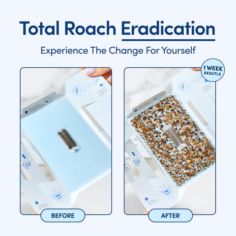 Shieldeck Roach Traps behind toilet location for quick, clean pest catching
