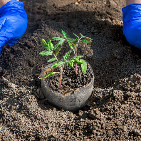 Shimeyao garden protection for tubers like potatoes and bulbs