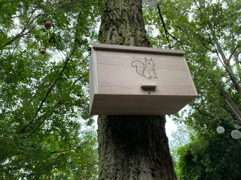 Shinegro Pine Wood Squirrel House dimension image shows generous space.