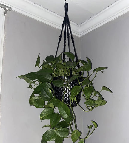 Shineloha hanger supports 12-inch pots up to 15 lbs.