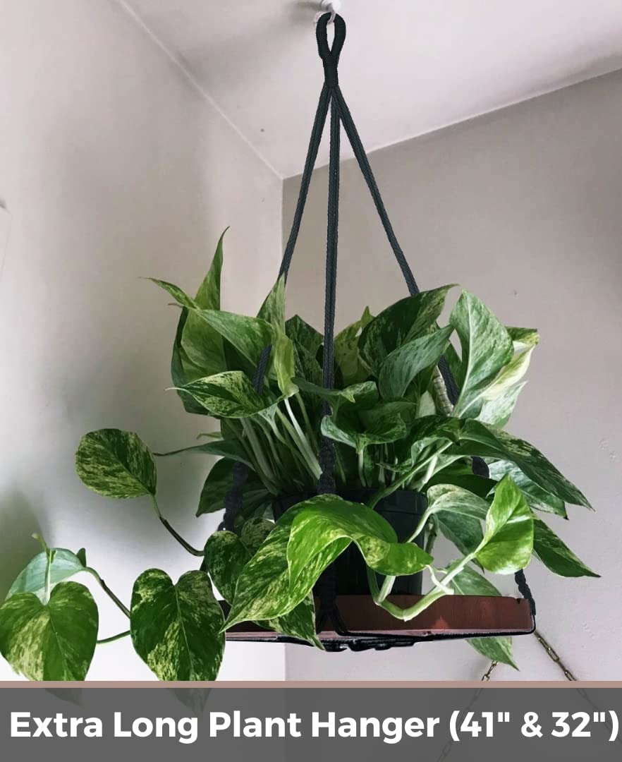 Shineloha makes a perfect gift for plant lovers seeking stylish indoor greenery.