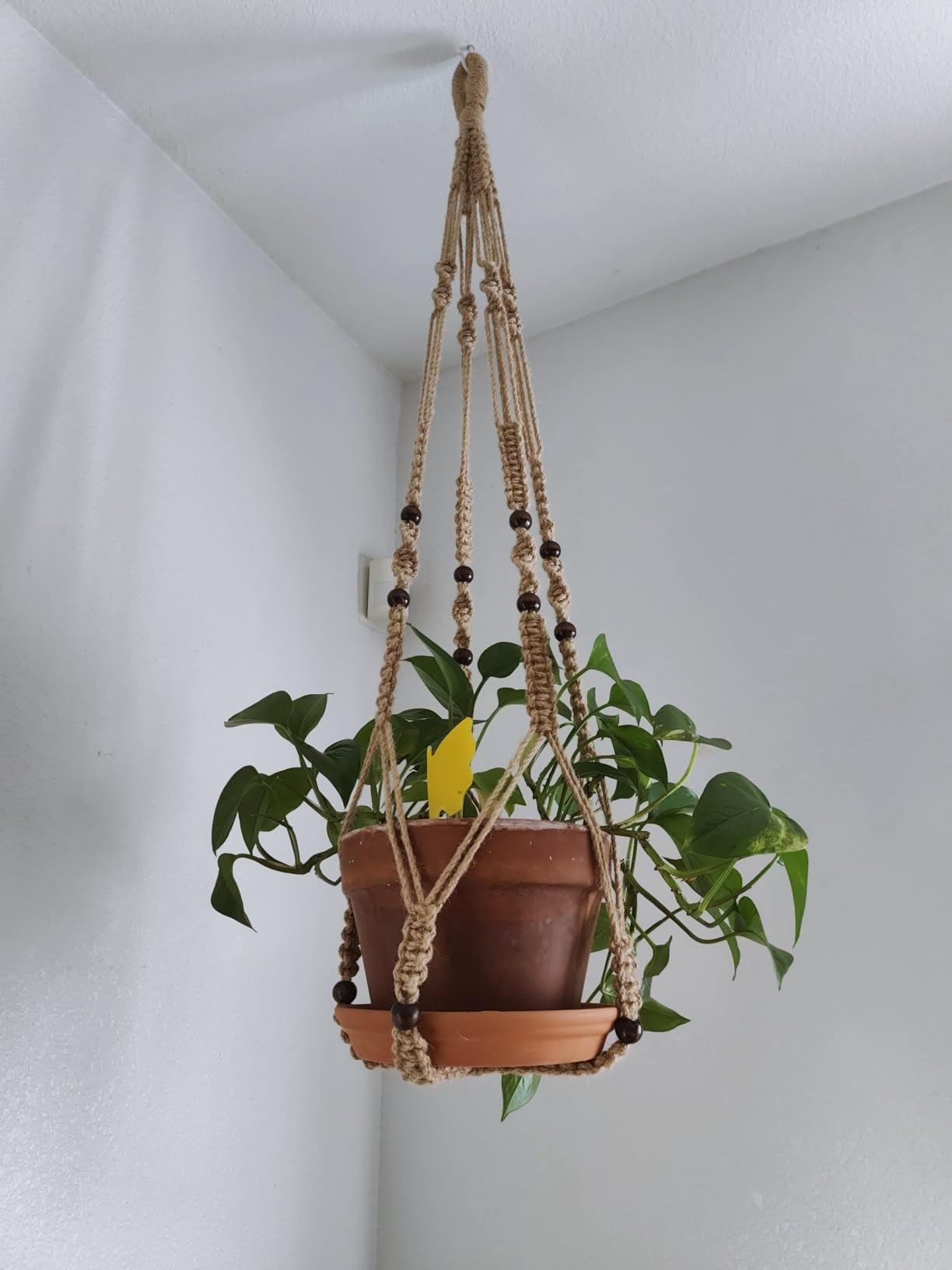 Shineloha indoor plant display showing elegant hanging arrangement