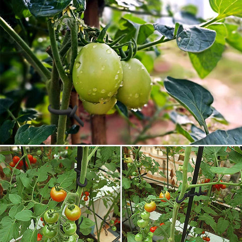 Shintop tomato support use to secure growth