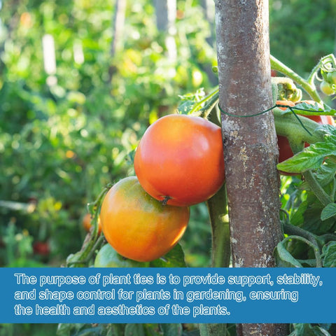 Shintop plant-support tie on trellis providing structure