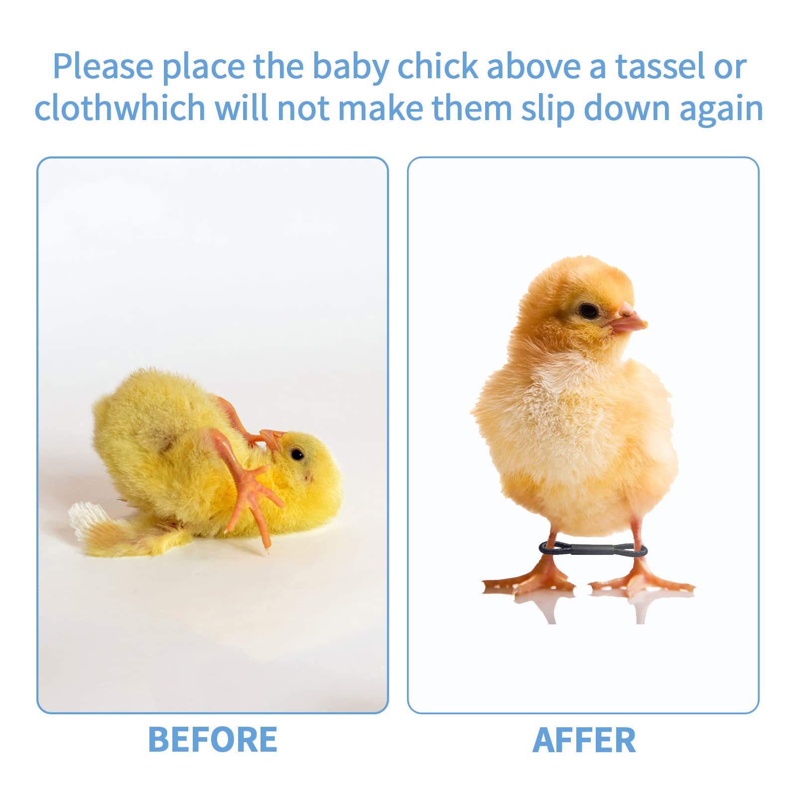 Shitailu newborn poultry leg bands easy to apply for chicks, ducks, and quails