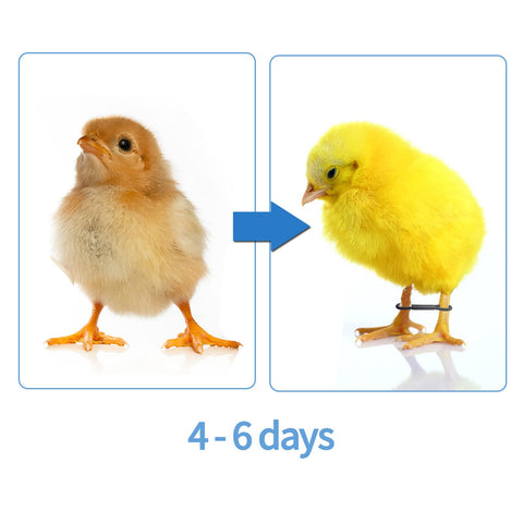 Shitailu 100-piece kit for early-stage leg support in multiple poultry