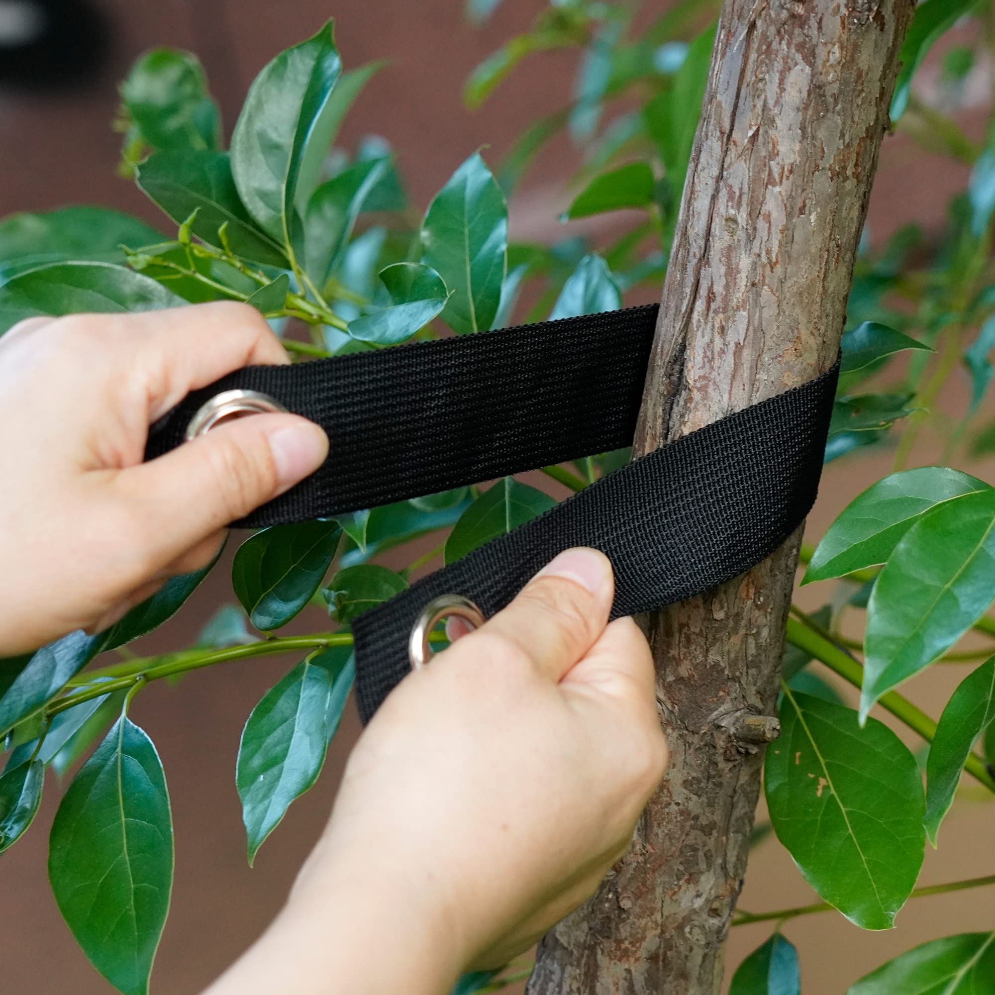 Shitailu sapling straightening kit helps guide early growth.