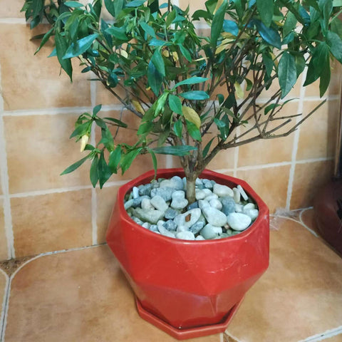 SHIZWU jade pebbles in a fish tank decorative layer after cleaning