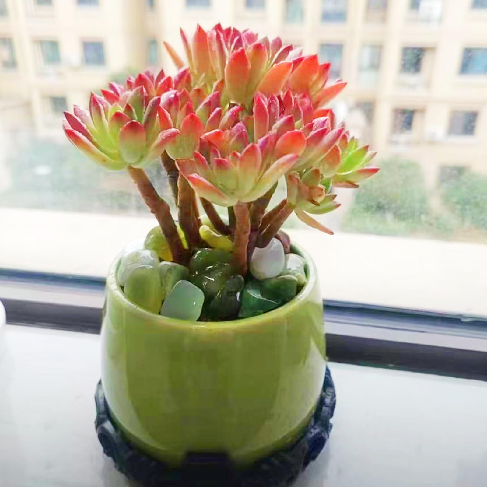 SHIZWU jade pebbles for indoor plants, reduce spills and maintain moisture balance.