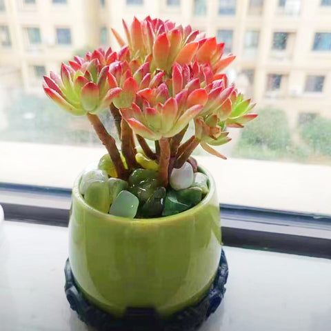 SHIZWU jade pebbles for indoor plants, reduce spills and maintain moisture balance.