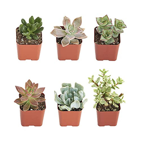 Shop Succulents 2-inch succulent plants ready for home décor and terrariums.