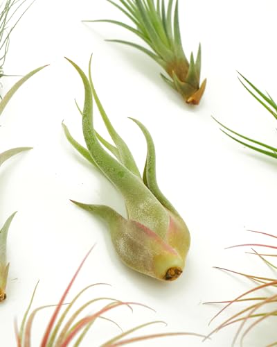 Shop Succulents air plant assorted collection 2 highlights low-maintenance Tillandsia for creative terrariums.