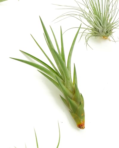 Shop Succulents air plant assorted collection 3 demonstrates versatile, moisture-friendly decor for walls and shelves.