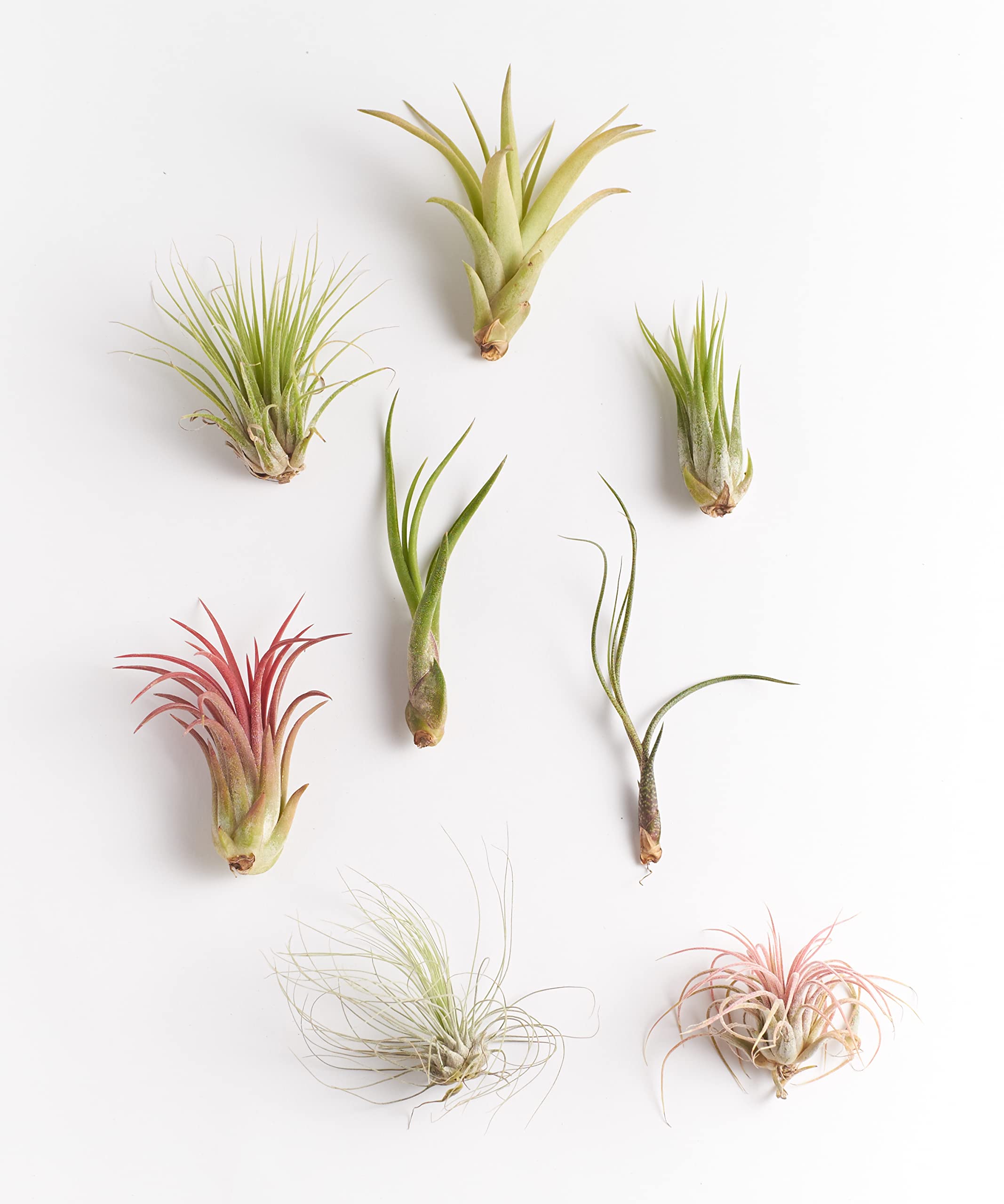 Shop Succulents air plant display 5 presents beaming foliage for DIY terrariums and wall art.
