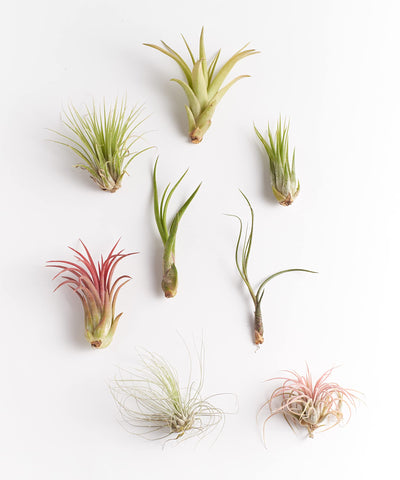 Shop Succulents air plant display 5 presents beaming foliage for DIY terrariums and wall art.