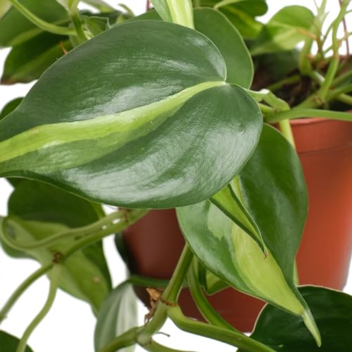 Shop Succulents Heartleaf purifies air while adding color to your home.