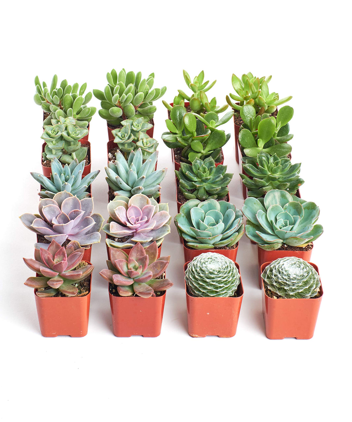 Shop Succulents assorted mini pack in pots for stylish home decor.