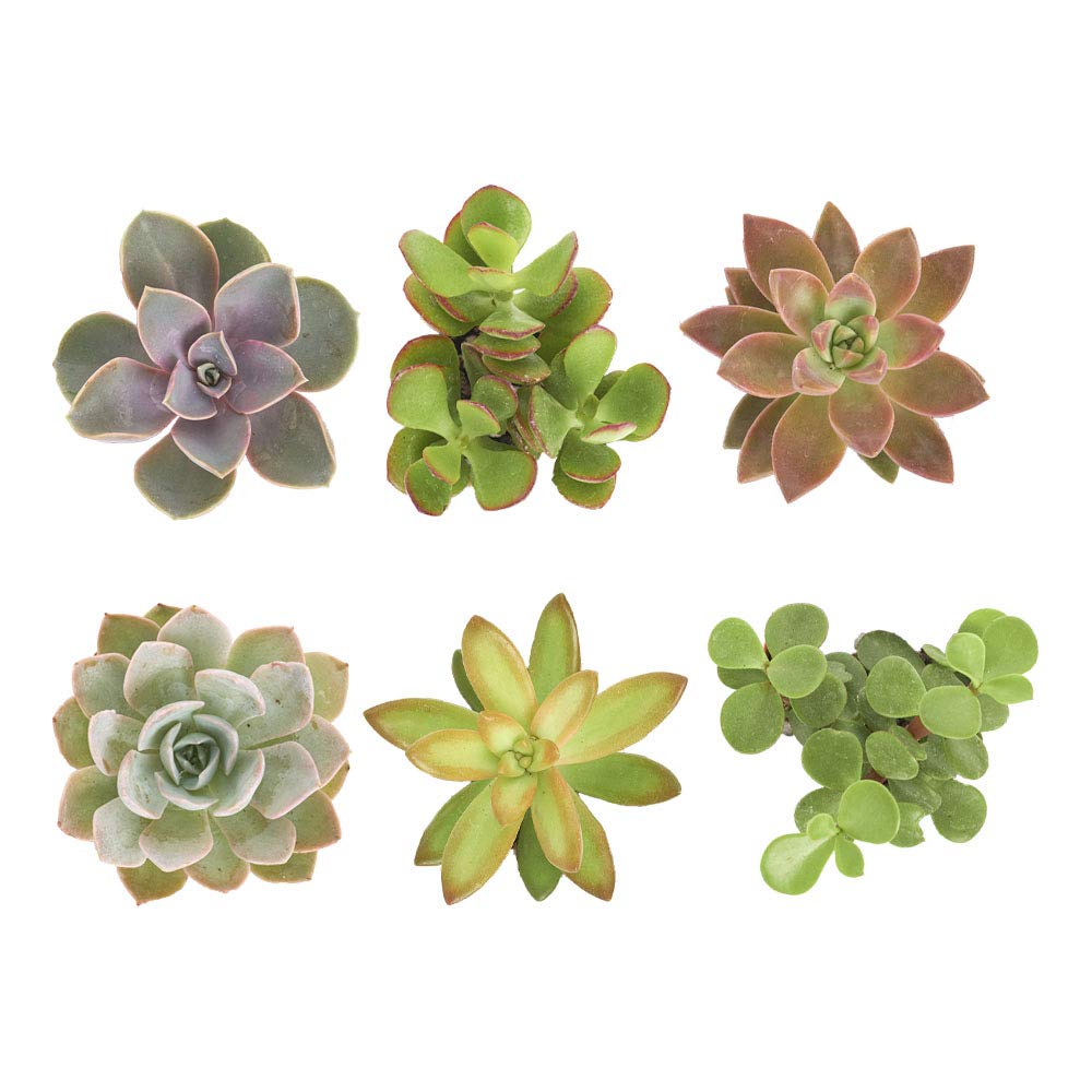 Shop Succulents assorted mini succulents in grow pots for easy display.