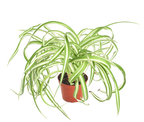 Shop Succulents Bonnie Curly Spider Plant in 4in pot highlighting indoor air purification potential