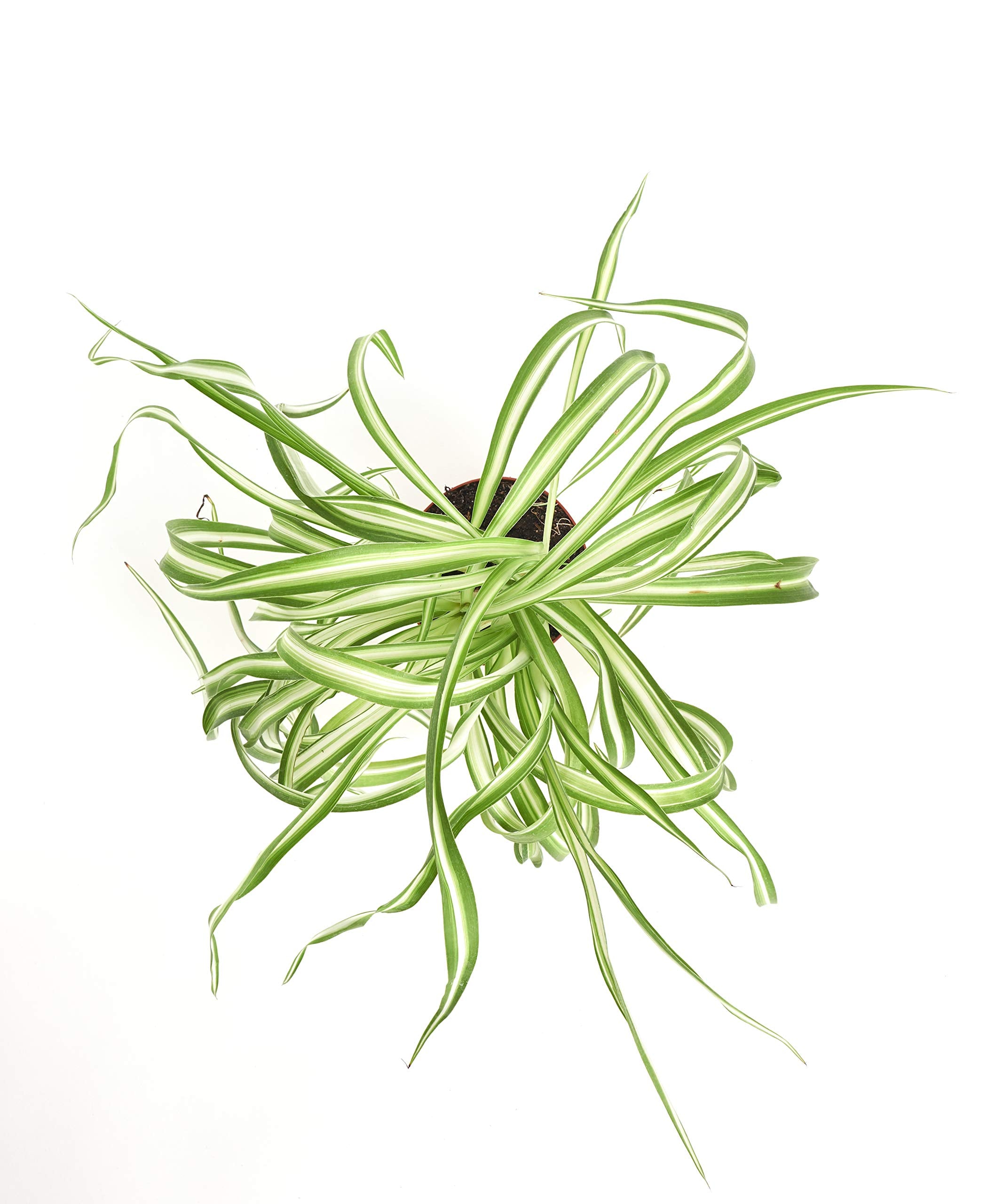 Bonnie Curly Spider Plant leaf close-up with green-white variegation and lush texture