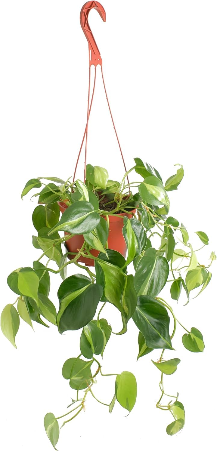 Shop Succulents Brasil Philodendron Heartleaf in a 6-inch pot adds tropical charm and easy-care appeal.