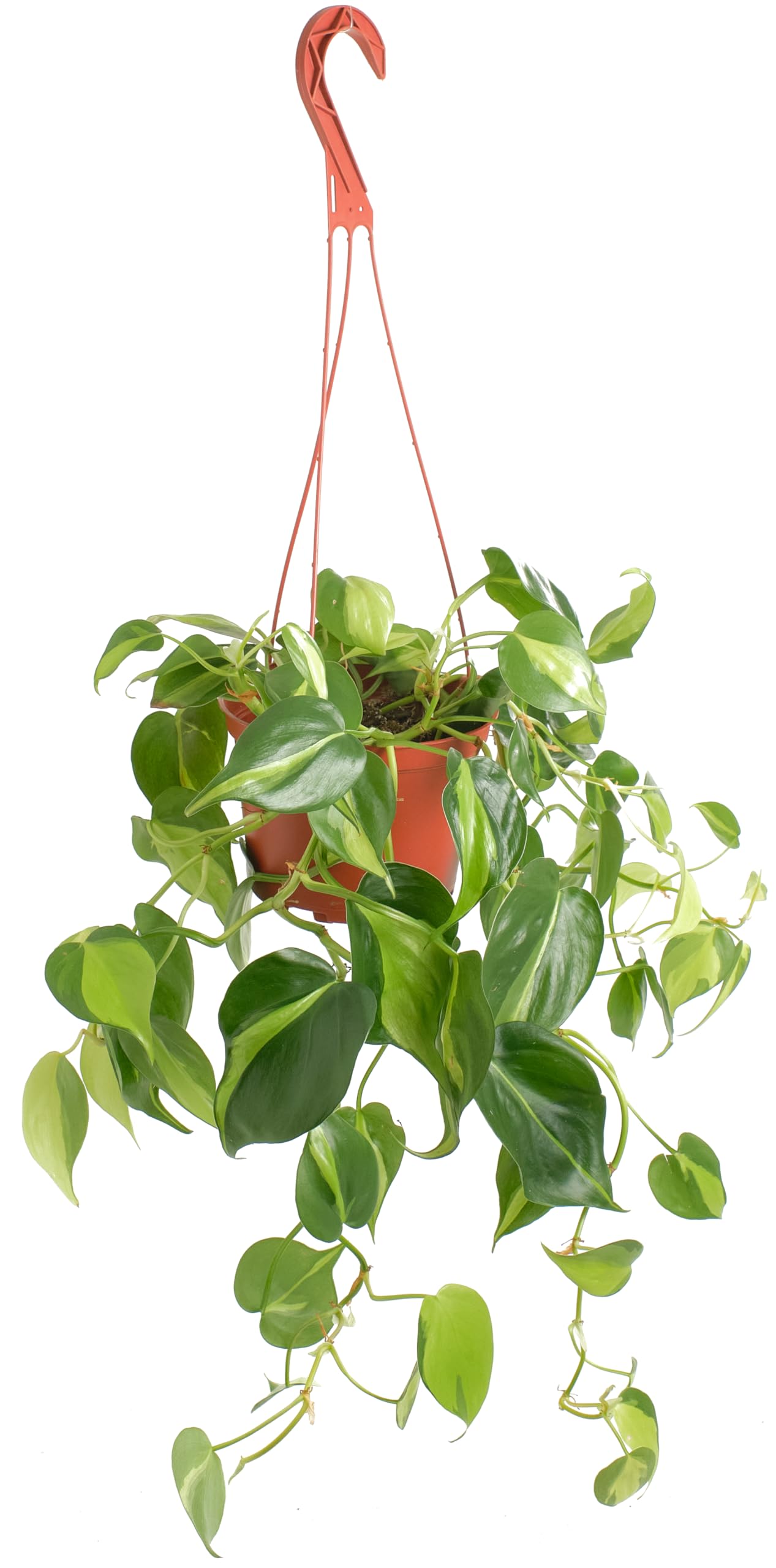 Shop Succulents Brasil Philodendron Heartleaf Hanging closeup adds tropical charm to living spaces.
