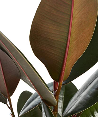Shop Succulents Ficus Burgundy rubber tree used as office decor to add color.