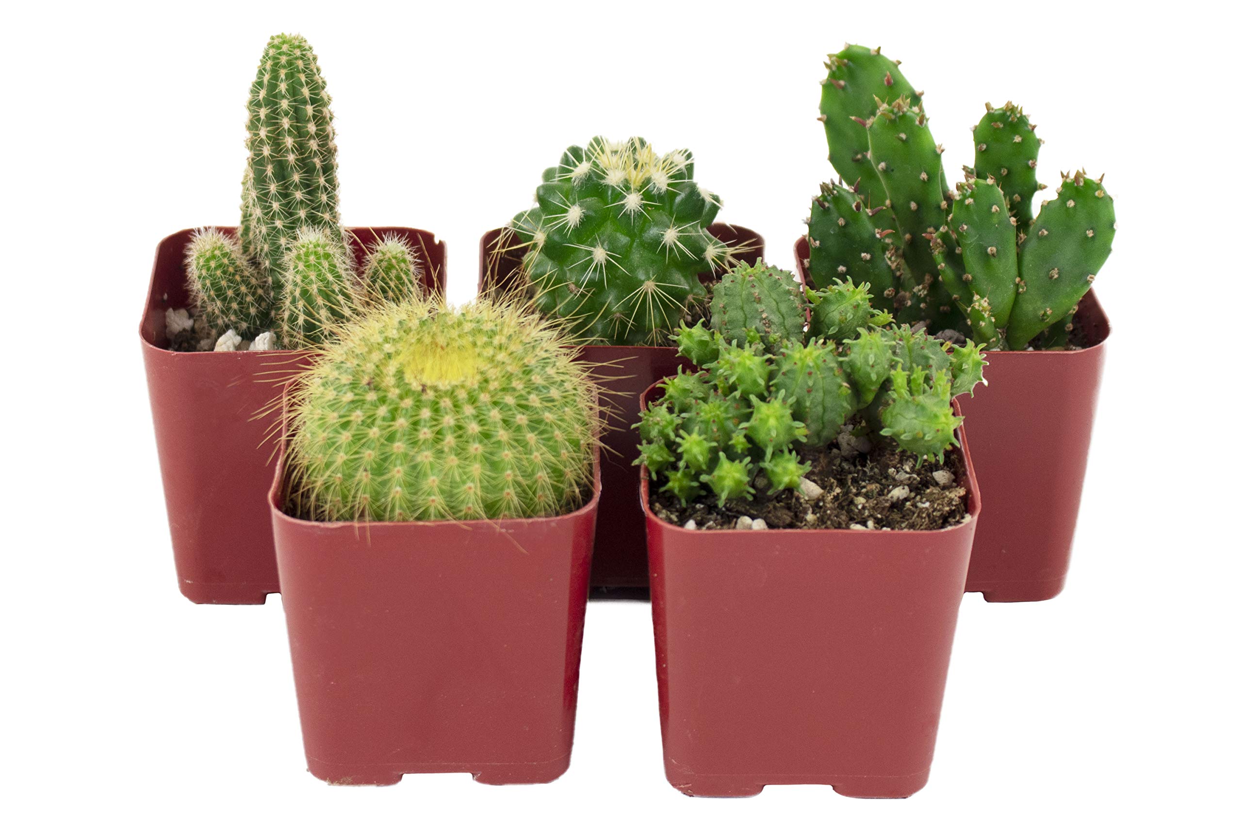 Shop Succulents Cant Touch This assorted cacti in 2-inch pots ready to brighten a shelf