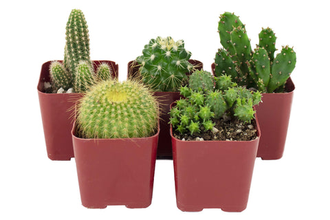 Shop Succulents Cant Touch This assorted cacti in 2-inch pots ready to brighten a shelf