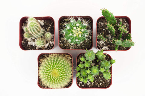 Shop Succulents Cant Touch This care instructions support simple watering and sun guidelines
