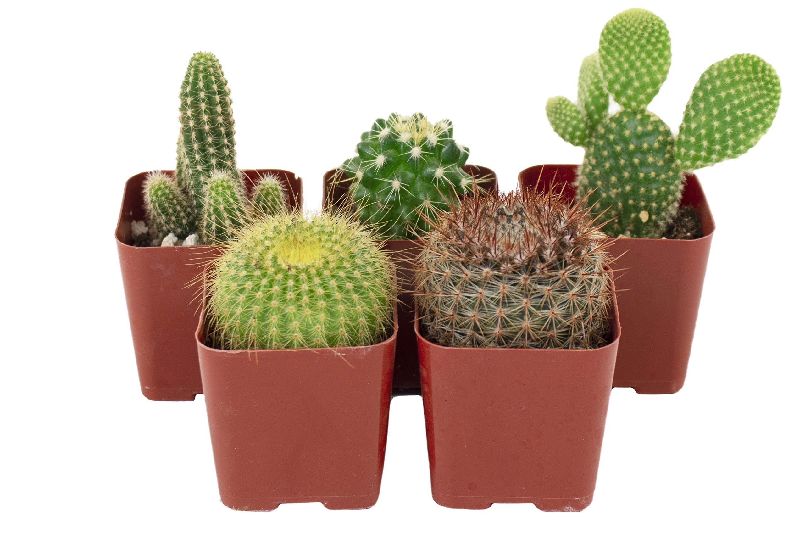 Shop Succulents Cant Touch This fully rooted cacti with healthy roots for easy potting