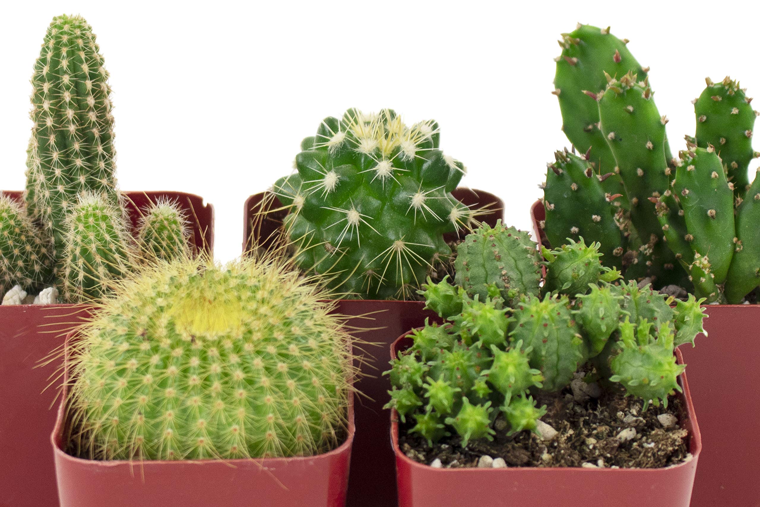 Shop Succulents Cant Touch This gift packaging highlights a ready-to-gift experience