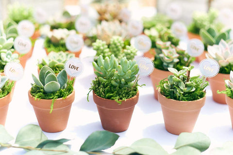 Shop Succulents Cant Touch This unboxing experience for plant lovers and gift buyers