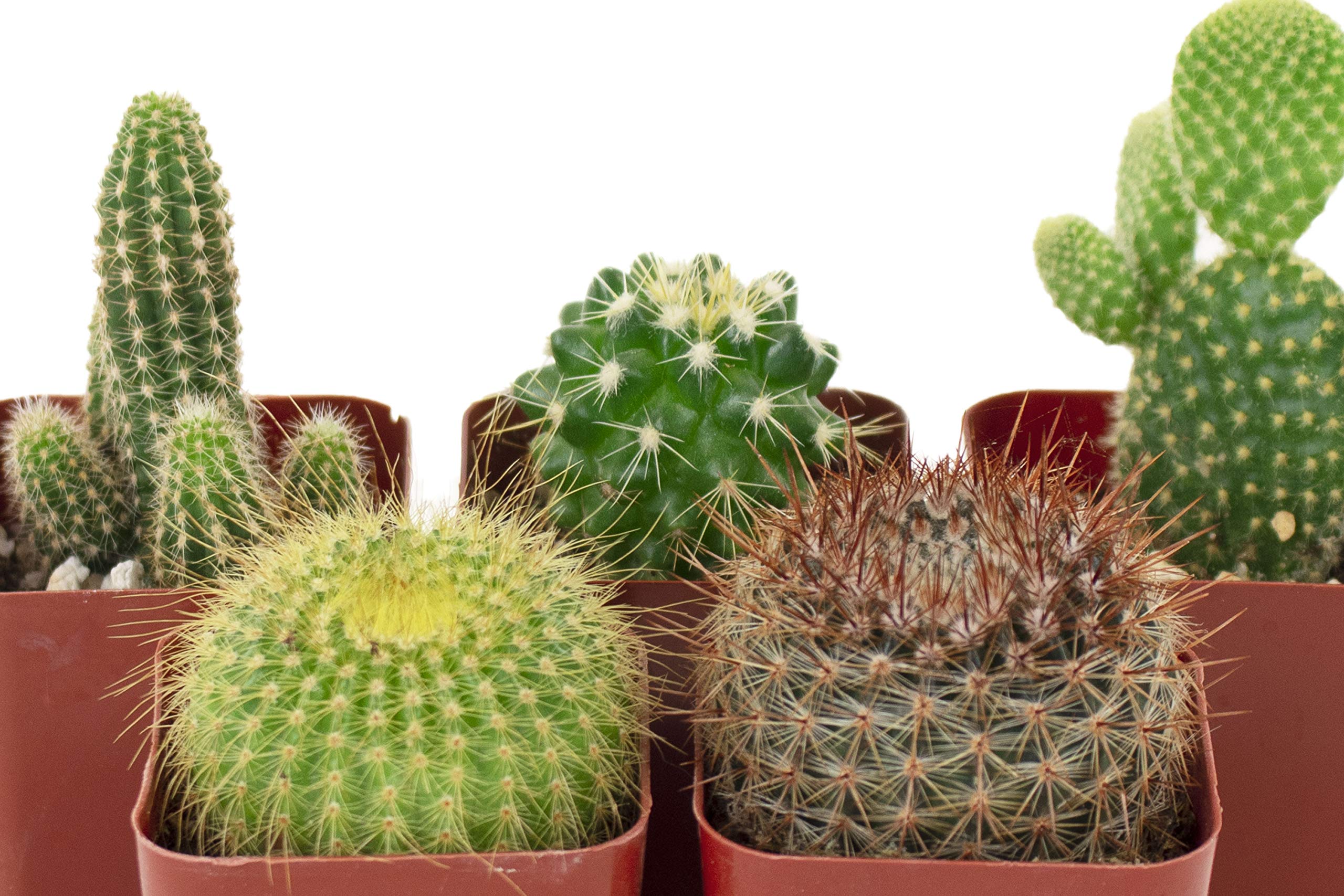 Shop Succulents Cant Touch This window-sill display enhances home decor
