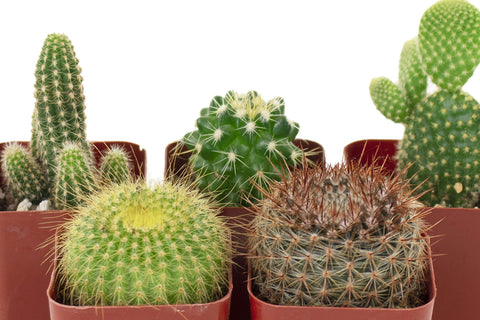 Shop Succulents Cant Touch This window-sill display enhances home decor