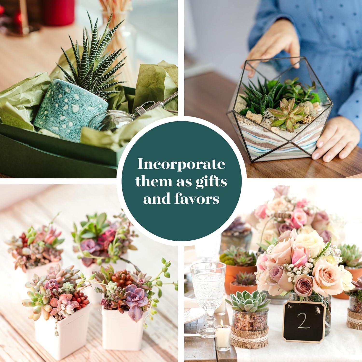 Shop Succulents care-guidelines quick-view: simple steps for healthy plants.