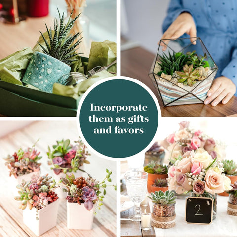 Shop Succulents care-guidelines quick-view: simple steps for healthy plants.