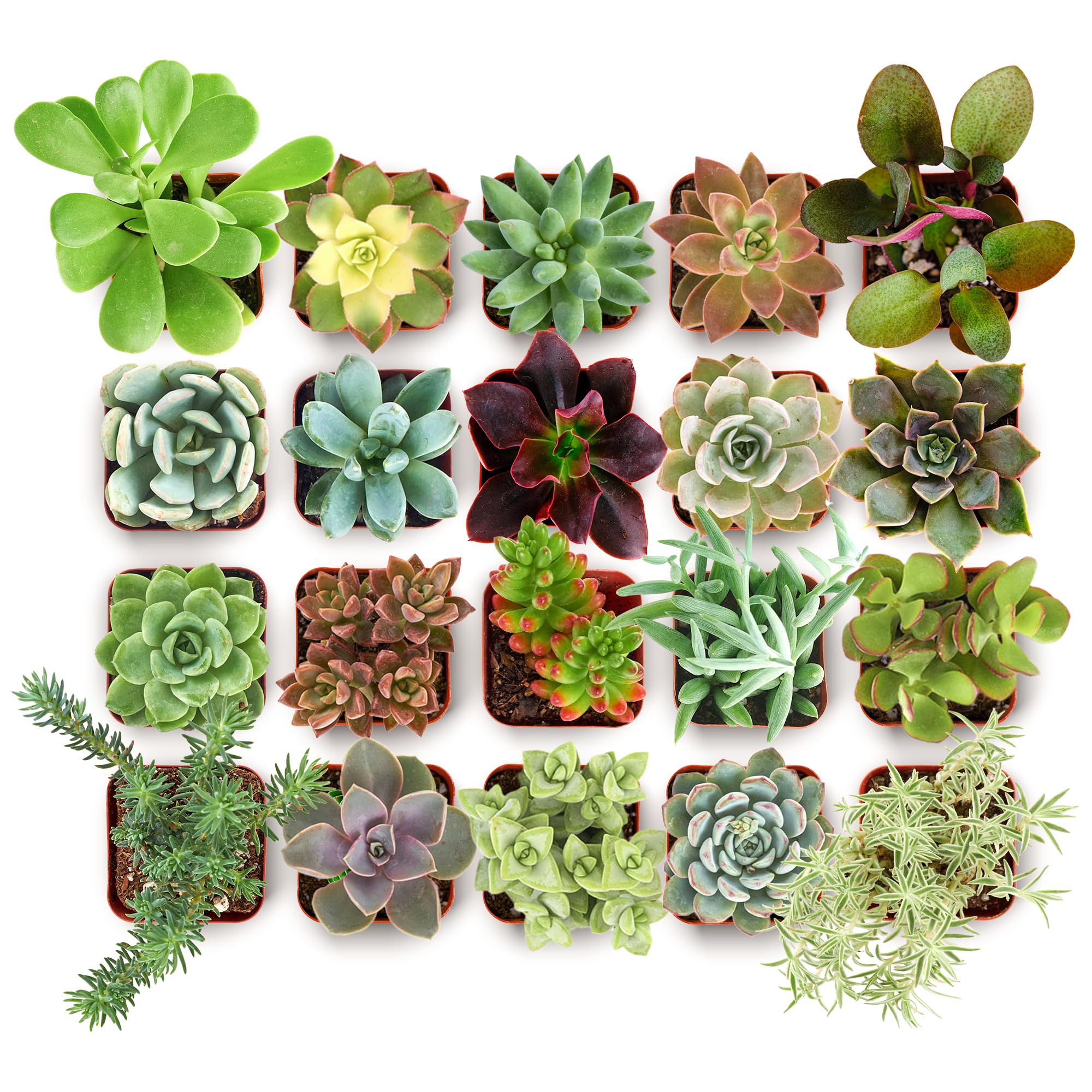 Shop Succulents collectors pack mini succulents for easy home display and gifting