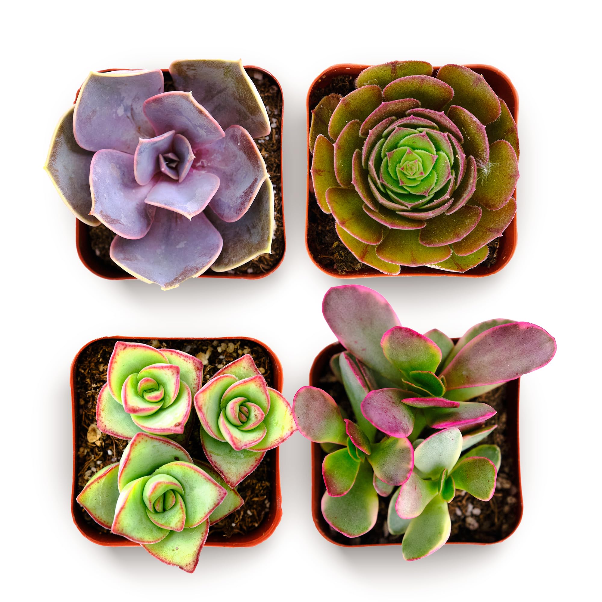 Shop Succulents colorful-succulent-pack-2inch-grow-pot-4 brightens desks with easy-care color.
