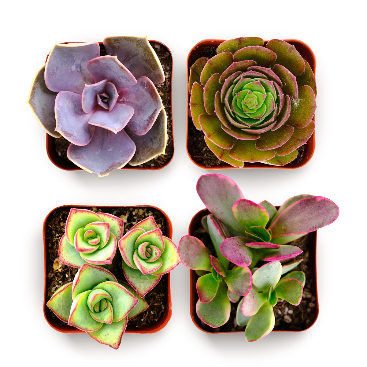 Shop Succulents colorful-succulent-pack-2inch-grow-pot-4 brightens desks with easy-care color.