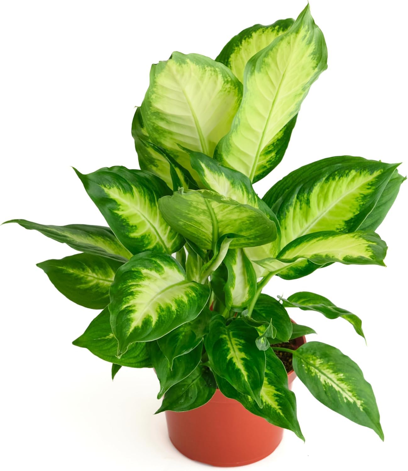 Shop Succulents Dieffenbachia Camille leaves variegation adds vibrant tropical flair to interiors.