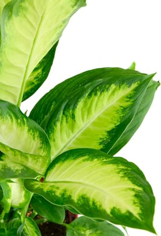Shop Succulents Dieffenbachia Camille 6inch pot enhances home decor with easy maintenance.